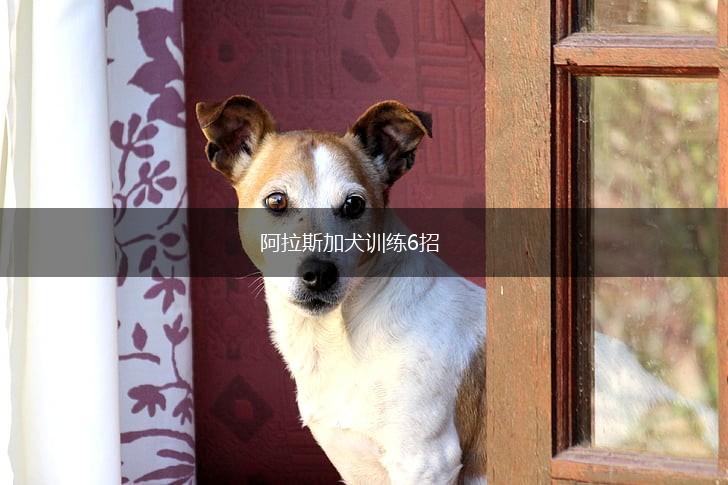 阿拉斯加犬训练6招,第1张