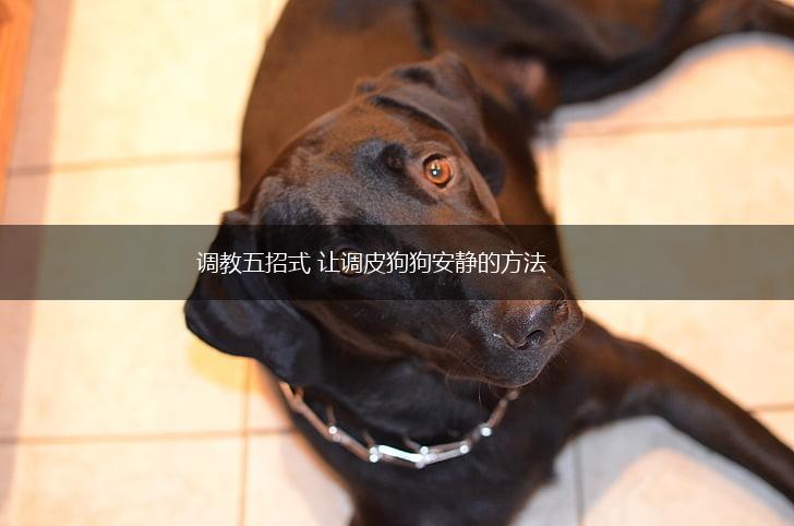 调教五招式 让调皮狗狗安静的方法,第1张 调教五招式 让调皮狗狗安静的方法,第1张