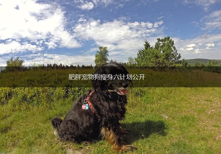 肥胖宠物狗瘦身六计划公开,第1张 肥胖宠物狗瘦身六计划公开,第1张