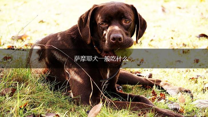 萨摩耶犬一般吃什么,第1张