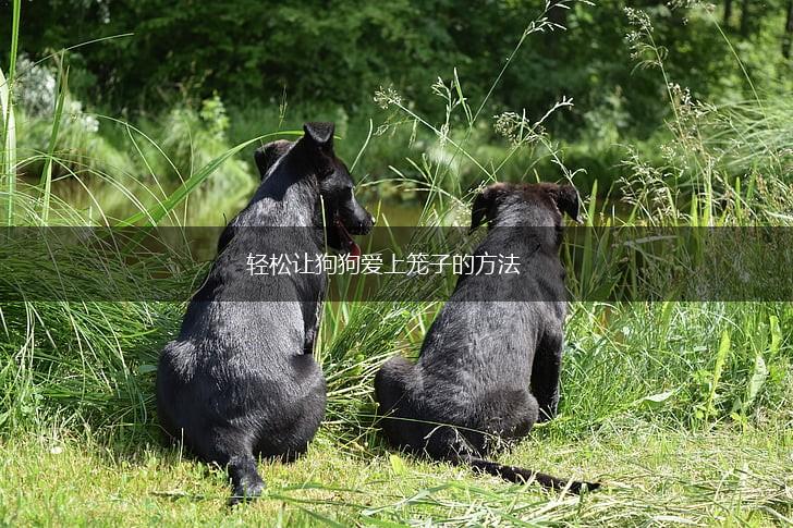 轻松让狗狗爱上笼子的方法,第1张 轻松让狗狗爱上笼子的方法,第1张