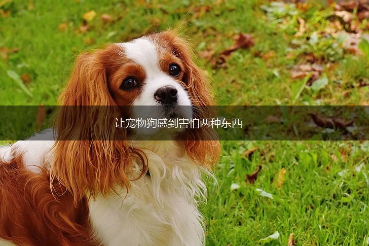 让宠物狗感到害怕两种东西,第1张