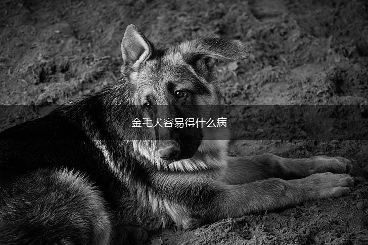 金毛犬容易得什么病,第1张