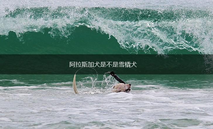 阿拉斯加犬是不是雪橇犬,第1张