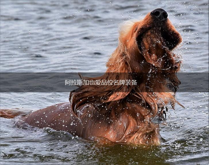 阿拉斯加也爱品位名牌装备,第1张