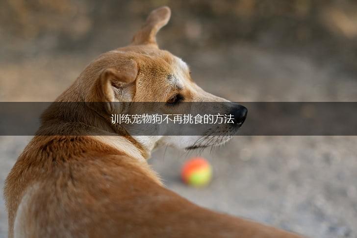 训练宠物狗不再挑食的方法,第1张 训练宠物狗不再挑食的方法,第1张