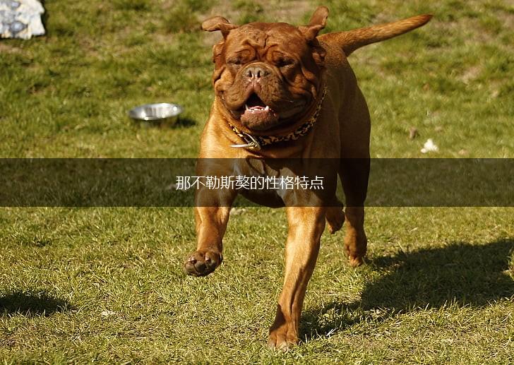 那不勒斯獒的性格特点,第1张