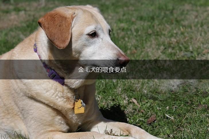 金毛犬的喂食要点,第1张