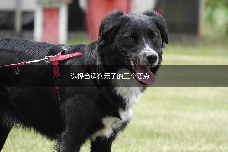 选择合适狗笼子的三个要点,第1张