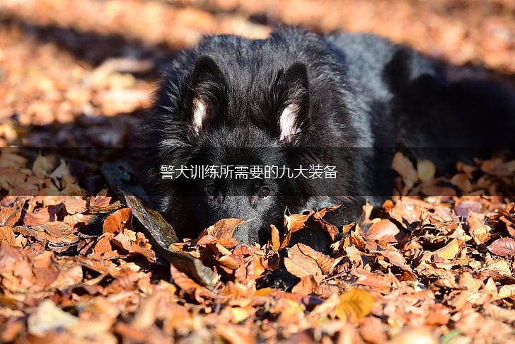 警犬训练所需要的九大装备,第1张 警犬训练所需要的九大装备,第1张