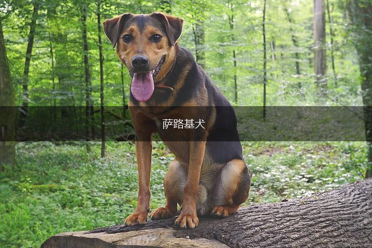 萨路基犬,第1张