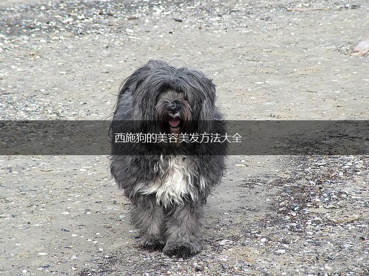 西施狗的美容美发方法大全,第1张