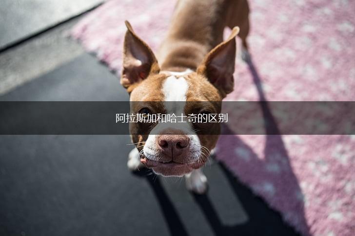 阿拉斯加和哈士奇的区别,第1张