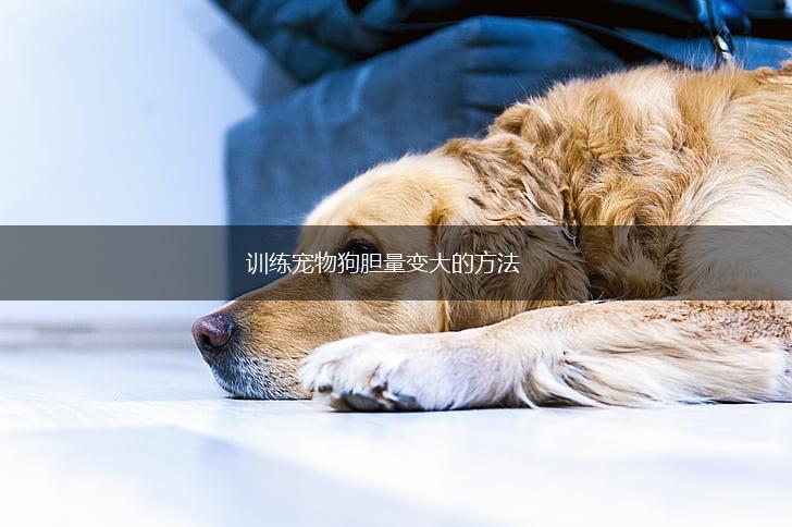 训练宠物狗胆量变大的方法,第1张