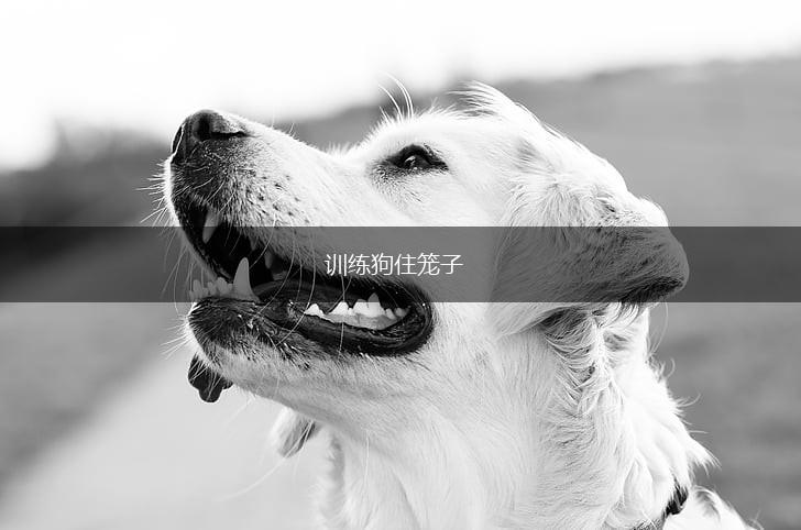 训练狗住笼子,第1张 训练狗住笼子,第1张
