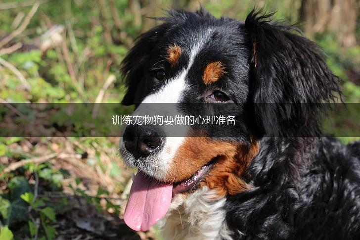 训练宠物狗要做的心理准备,第1张