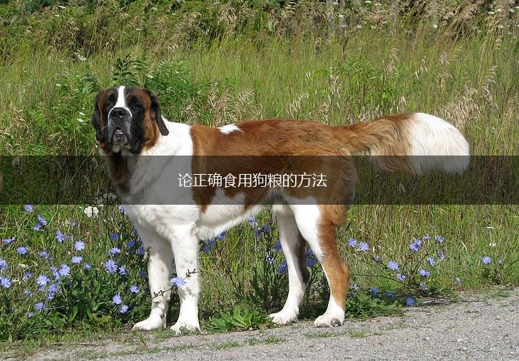 论正确食用狗粮的方法,第1张