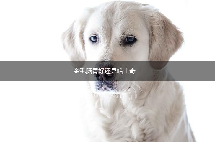 金毛肠胃好还是哈士奇,第1张