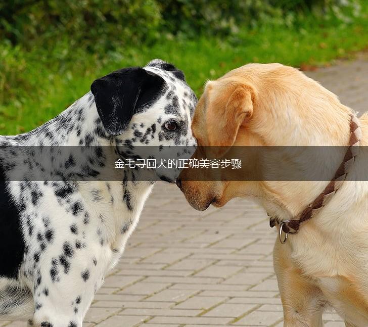 金毛寻回犬的正确美容步骤,第1张