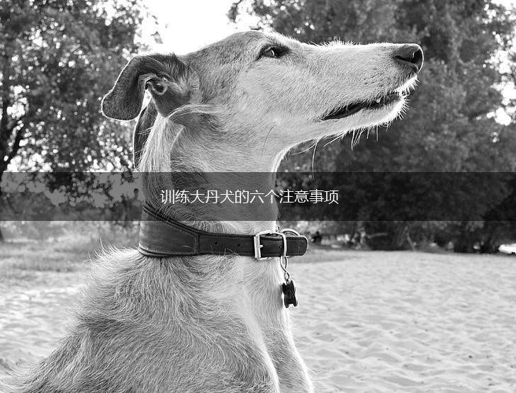 训练大丹犬的六个注意事项,第1张
