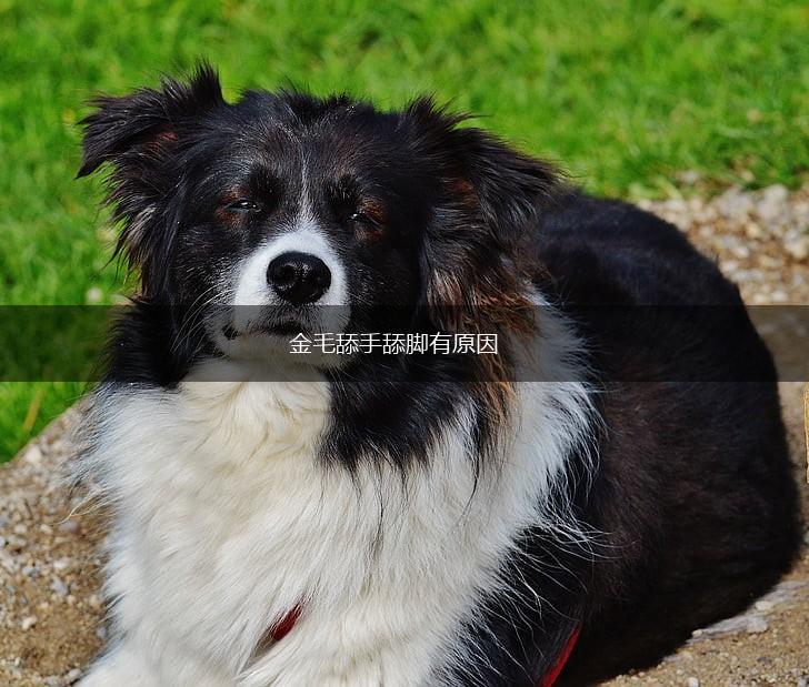 金毛舔手舔脚有原因,第1张