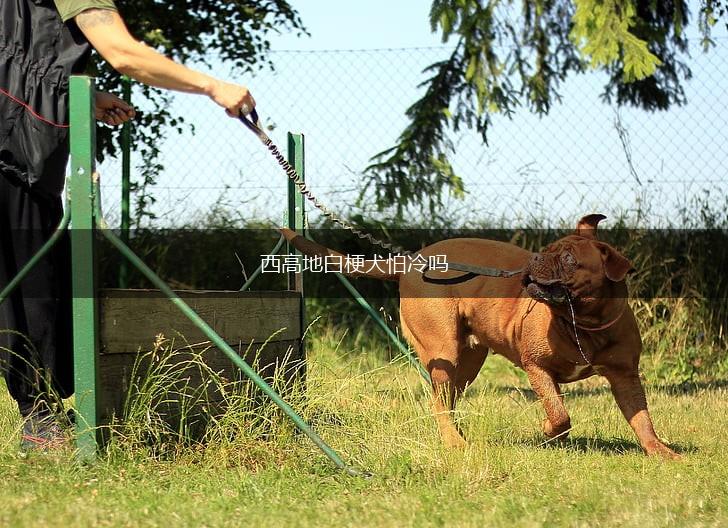 西高地白梗犬怕冷吗,第1张 西高地白梗犬怕冷吗,第1张