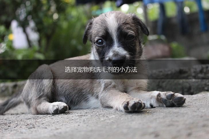 选择宠物狗洗毛剂的小方法,第1张