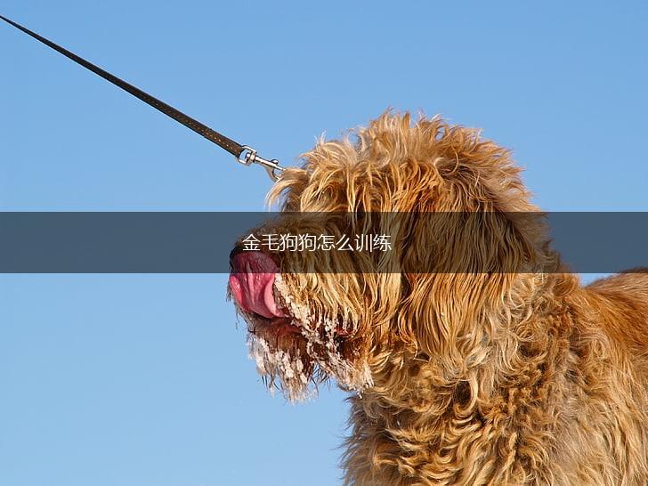 金毛狗狗怎么训练,第1张