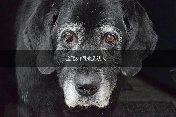 金毛如何挑选幼犬,第1张