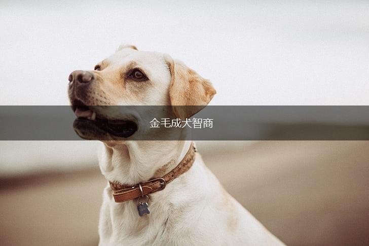 金毛成犬智商,第1张 金毛成犬智商,第1张