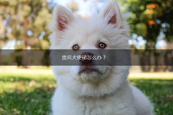 贵宾犬便秘怎么办？,第1张
