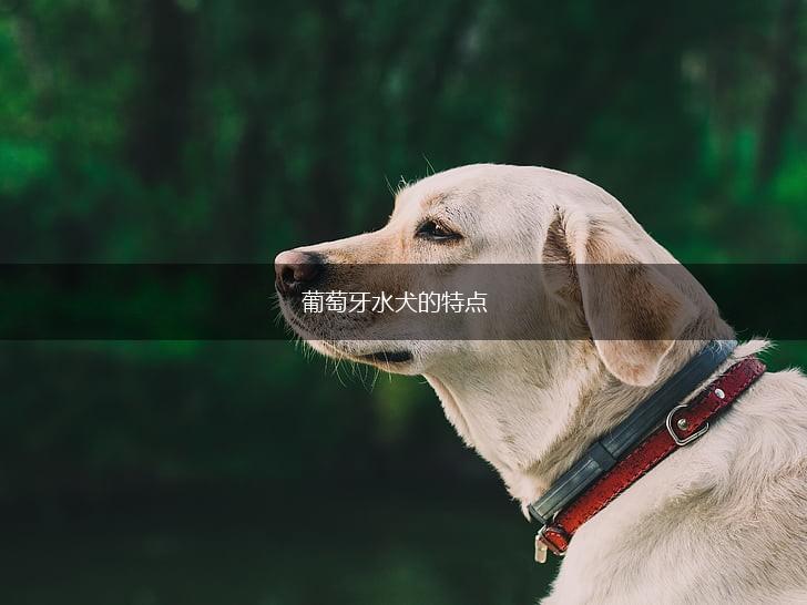葡萄牙水犬的特点,第1张