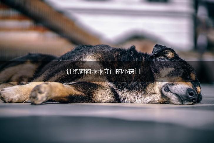 训练狗狗乖乖守门的小窍门,第1张