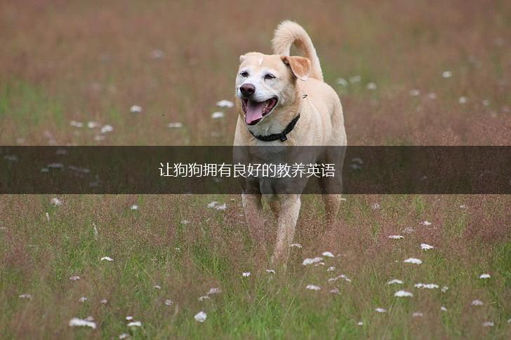 让狗狗拥有良好的教养英语,第1张