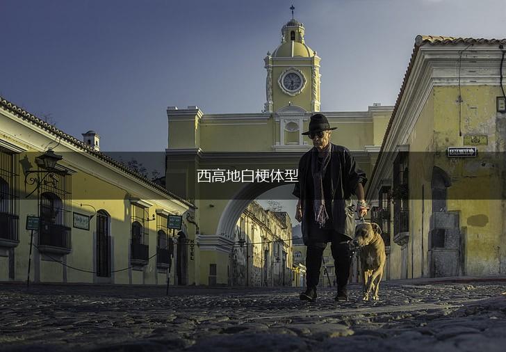 西高地白梗体型,第1张