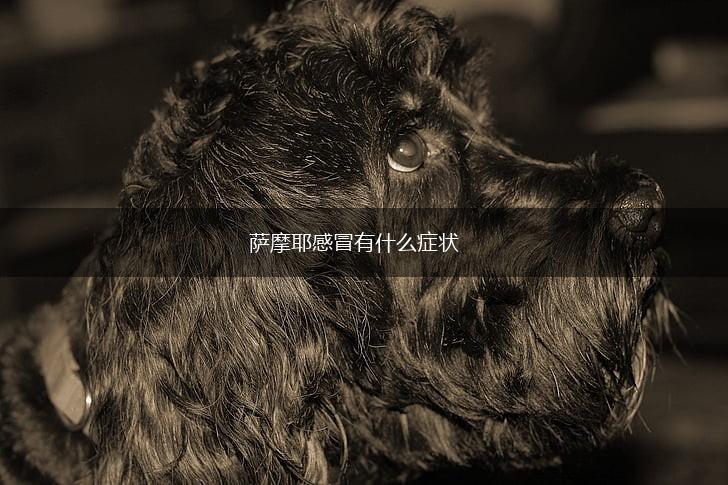 萨摩耶感冒有什么症状,第1张