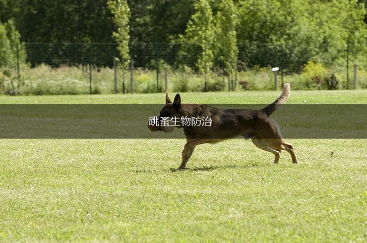 跳蚤生物防治,第1张 跳蚤生物防治,第1张