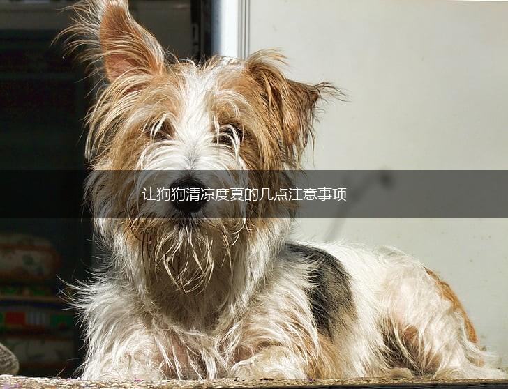 让狗狗清凉度夏的几点注意事项,第1张 让狗狗清凉度夏的几点注意事项,第1张