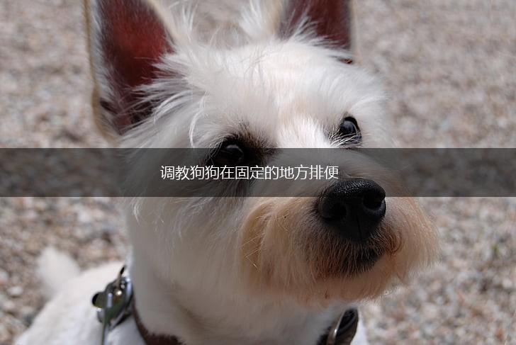 调教狗狗在固定的地方排便,第1张 调教狗狗在固定的地方排便,第1张