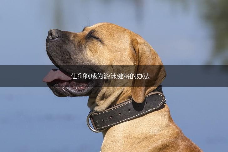 让狗狗成为游泳健将的办法,第1张