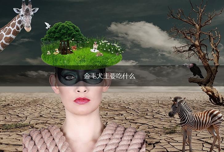 金毛犬主要吃什么,第1张 金毛犬主要吃什么,第1张