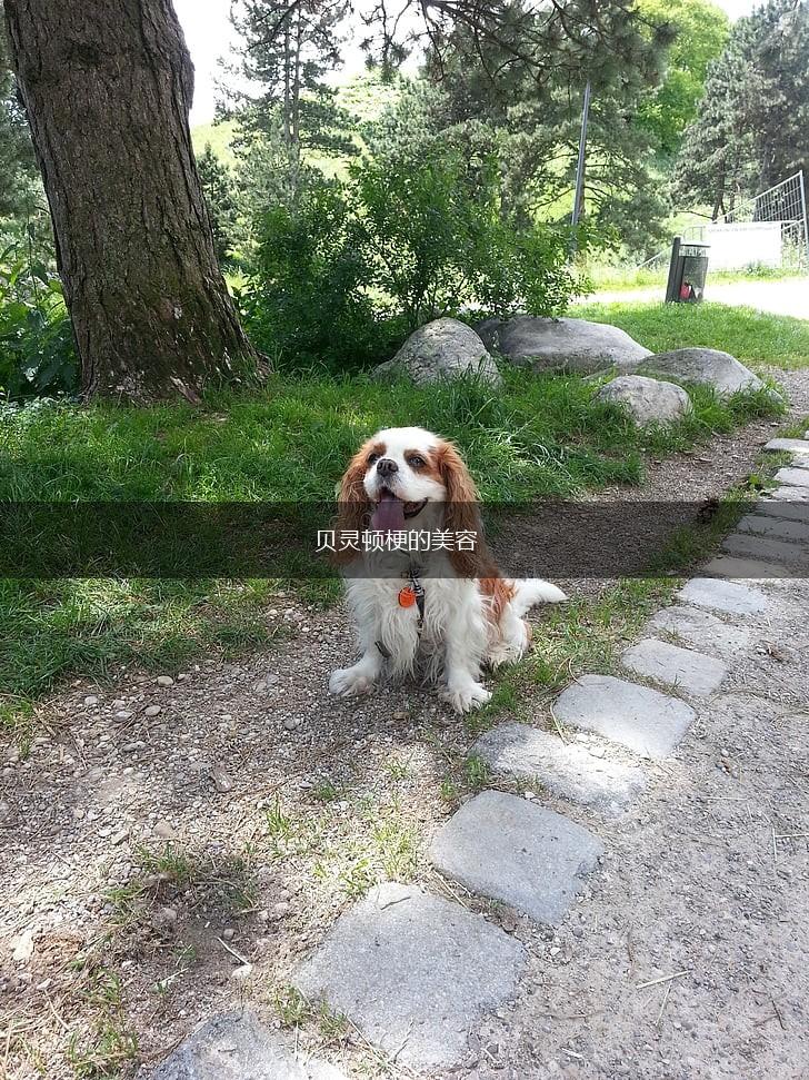 贝灵顿梗的美容,第1张