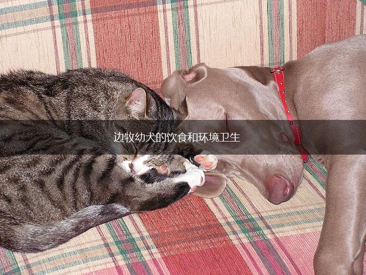 边牧幼犬的饮食和环境卫生,第1张