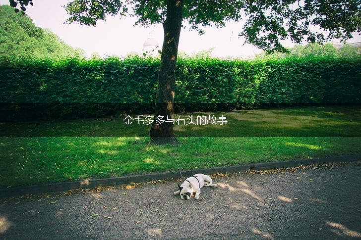 金毛多多与石头的故事,第1张 金毛多多与石头的故事,第1张