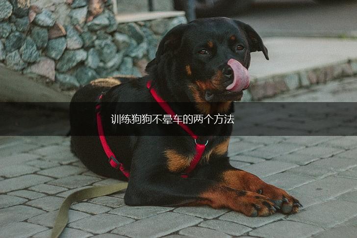 训练狗狗不晕车的两个方法,第1张