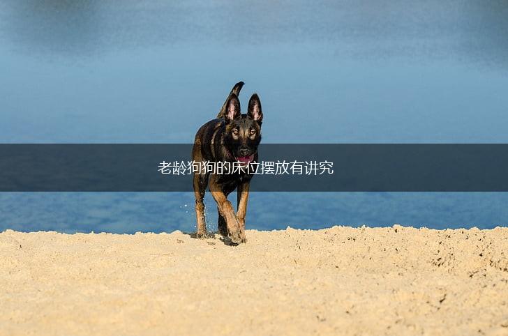 老龄狗狗的床位摆放有讲究,第1张