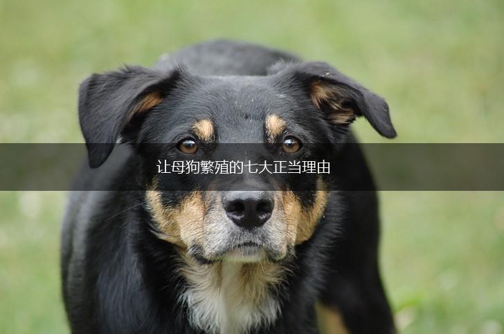 让母狗繁殖的七大正当理由,第1张