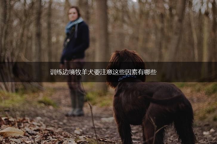 训练边境牧羊犬要注意这些因素有哪些,第1张 训练边境牧羊犬要注意这些因素有哪些,第1张