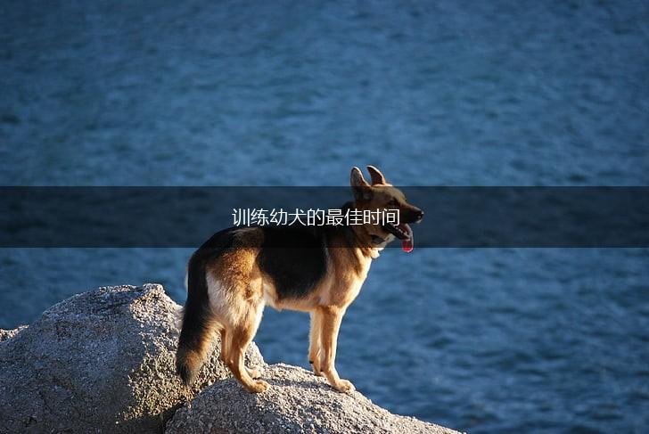 训练幼犬的最佳时间,第1张