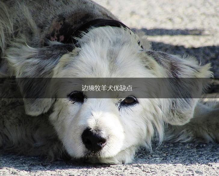 边境牧羊犬优缺点,第1张